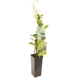 Mini-Kiwi plant Zelfbestuivend Actinidia Arguta Issai met blad in zwarte kunststof pot