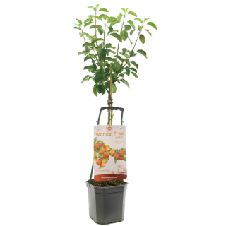 Appelboom Wondertree Elstar Malus domestica met blad in zwarte plastic pot