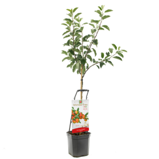 Appelboom Wondertree Ecolette met blad in zwarte plastic pot