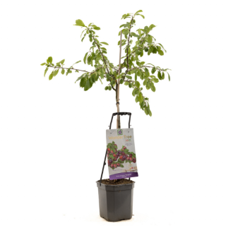 Pruimenboom Wondertree Victoria met blad in zwarte plastic pot