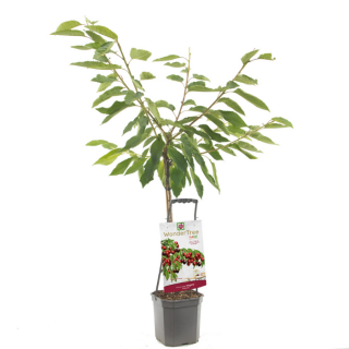 Kersenboom Wonder Tree Regina met blad in zwarte plastic pot