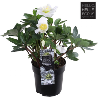 Tuinplant "Kerstroos Helleborus niger Christmas Carol" witte bloemen in zwarte pot