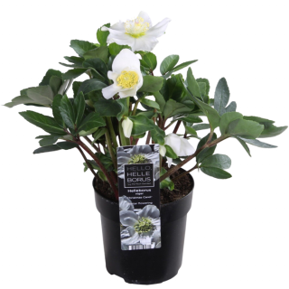 Tuinplant "Kerstroos Helleborus niger Christmas Carol" witte bloemen in zwarte pot