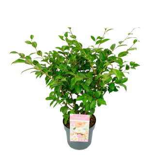 Tuinplant "Camellia Winter Perfume Pearl Japanse Roos" Witroze in zwarte pot