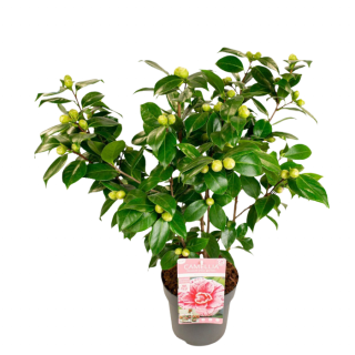 Tuinplant "Japanse Roos Camellia japonica Bonomiana" Roze knoppen in zwarte pot