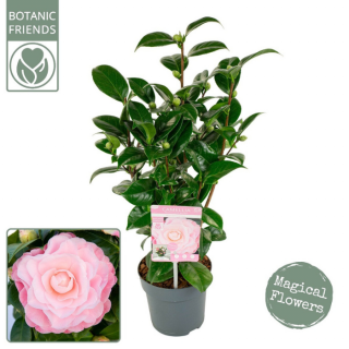 Tuinplant "Camellia japonica Nuccio's Cameo Japanse roos" Roze in grijze pot