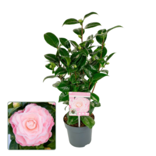 Tuinplant Camellia japonica Nuccio's Cameo Japanse roos in knop roze grijze pot