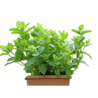 Kruidenplant "Mentha spicata 'Maroccan Marokkaanse munt" in rode pot