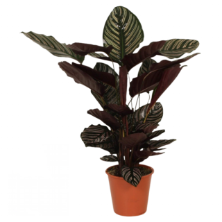 Calathea Ornata Pauwenplant oranje plastic pot gestreept blad