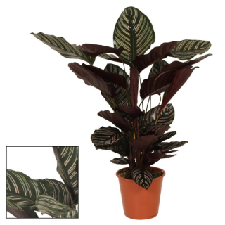 Calathea 'Ornata' Pauwenplant