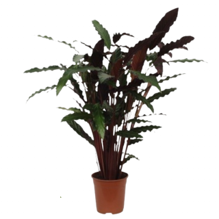 Kamerplant Pauwenplant Calathea Wavestar in oranje plastic pot