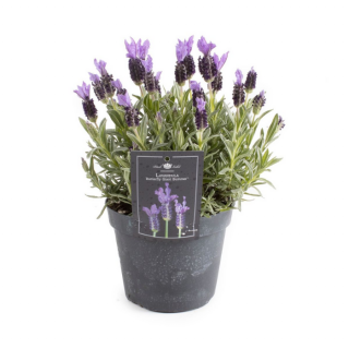 Tuinplant "Lavendel Lavandula Stoechas" paarse bloemen in zwarte pot
