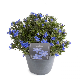 Tuinplant "Parelzaad Lithodora Heavenly Blue" in pot bloemen