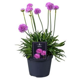 Tuinplant "Armeria Dreameria Sweet Dreams" in zwarte pot met paarse bloemen