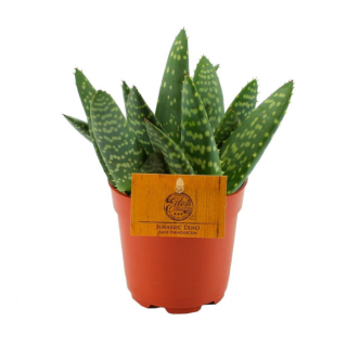 Aloe Paradisicum Jurassic Dino vetplant Potmaat 10.5 cm Tuinland