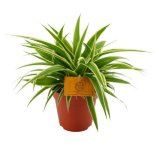 Kamerplant Graslelie Chlorophytum Ocean groen gestreept lang blad