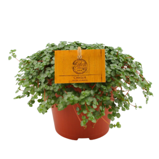 Kleine groene blaadjes Pilea Glaucophylla Glauca in oranje plastic pot