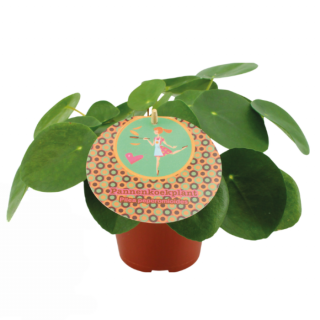 Kamerplant Pannenkoekplant Pilea in oranje plastic pot