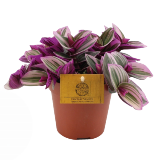 Kamerplant Vaderplant Tradescantia Nanouk  in oranje pot roze groenwit blad