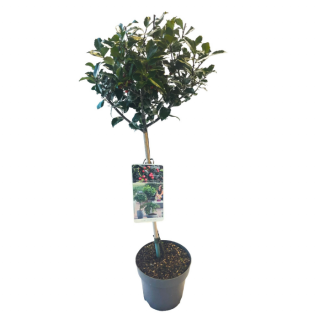 Ilex Meserveae 'Blue maid' Hulst op Stam