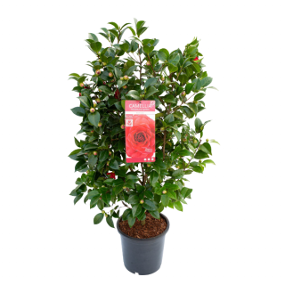 Groene tuinplant rode bloemen in knop Camellia japonica Black Lace