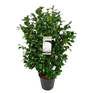 Groene tuinplant in knop Camellia Centifolia alba