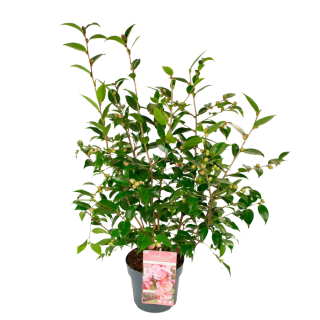 Tuinplant Camellia japonica Srping Festival Japanse roos knop roze grijze pot