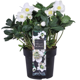 Tuinplant Helleborus niger Christmas Carol Kerstroos witte bloemen