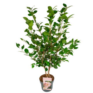 Tuinplant "Camellia japonica High fragrance Japanse Roos" Roze in zwarte pot