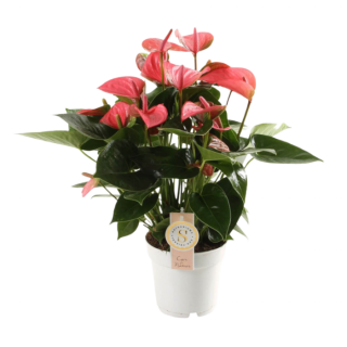 Flamingoplant Anthurium Pink Champion rozerode bloemen