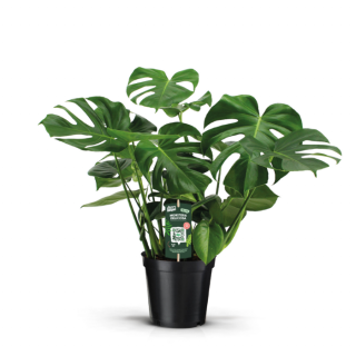 Kamerplant Gatenplant Monstera deliciosa in zwarte plastic pot