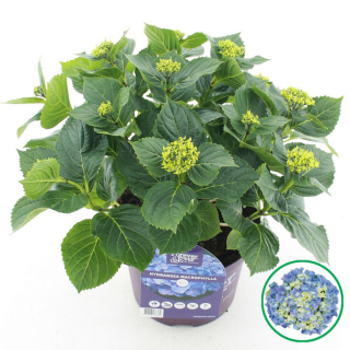 "Hortensia Hydrangea Macrophylla" Forever & Ever® Blauw in knop