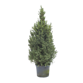 Groene dwergspar Picea glauca perfecta in zwarte pot H 80