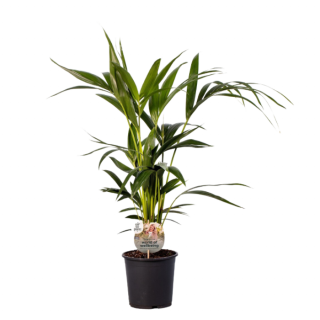 Kamerplant Howea Forsteriana Kentia Palm in zwarte kunststof pot