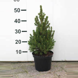 Groene dwergspar Picea glauca conicat perfecta 40 cm