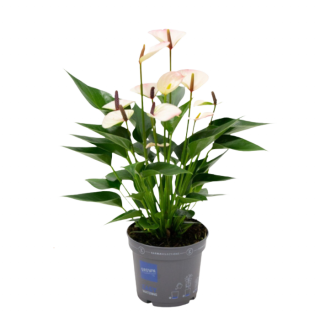 Kamerplant "Anthurium Lipa Pink Mini Flamingoplant" in grijze plastic pot