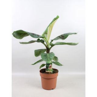 Kamerplant "Musa Dwarf Cavendish Bananenplant" in oranje plastic pot