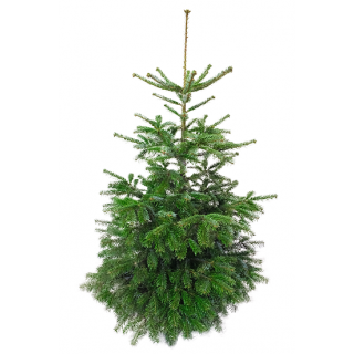 Kerstboom Nordmannspar - H200/250 Spar Abies nordmanniana