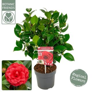 Camellia japonica 'Black Lace' Premium Camelia Rood