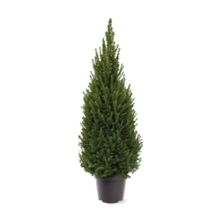 Groene dwergspar picea glauca in zwarte plastic pot H 40-50cm