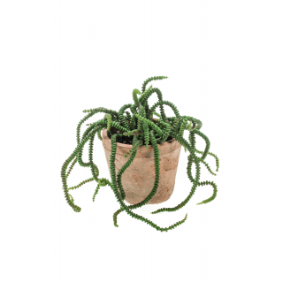 Kunstplant Vetplant Crassula H 30 cm Tuinland