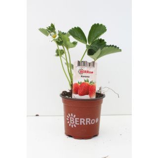 Aardbeienplant