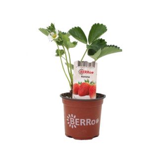 Fragaria Korona Aardbeienplant