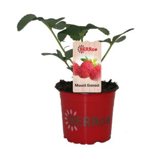 Aardbeienplant
