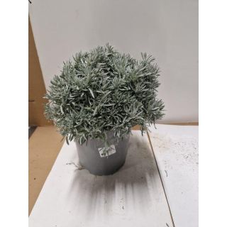 Kerrieplant Helichrysum italicum P19cm Kruidenplant Tuinland