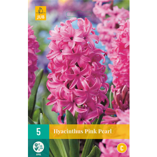 Hyacinthus Hyacint 'Pink Pearl' Roze