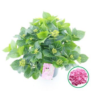 Hortensia, Hydrangea, Roze, Vaste Plant, Bovenaanzicht