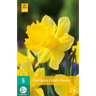 Narcis 'Dutch Master' Narcissus Geel