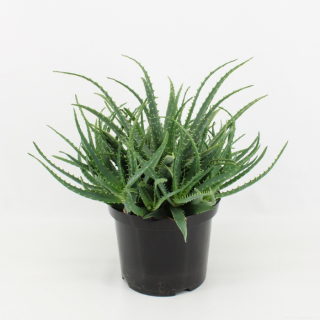Kamerplant Vetplant "Aloe Arborescens" in zwarte plastic pot
