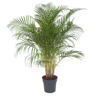 Kamerplant "Dypsis lutescens Goudpalm"  in zwarte plastic pot een grote palm